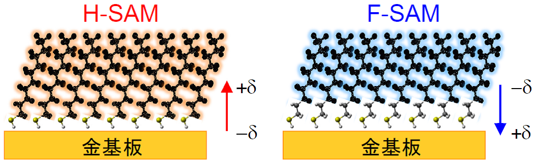 図 アルカンチオール自己組織化単分子膜(H-SAM)とフッ素置換自己組織化単分子膜(F-SAM)