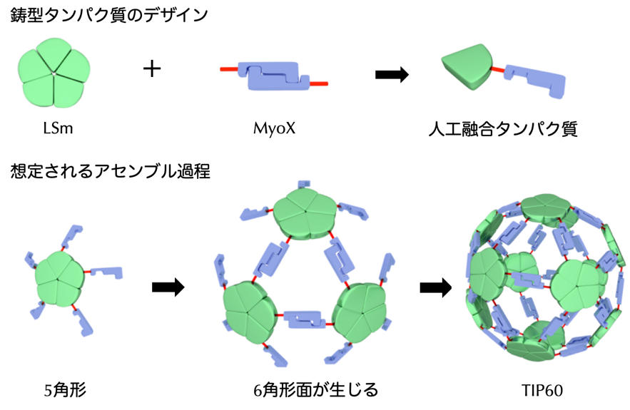 図1 TIP60の設計と構築に関する模式図