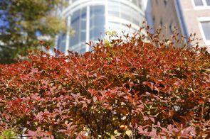 矢上・創想館と紅葉